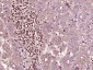 phospho-HSP70 (Tyr525) Rabbit pAb